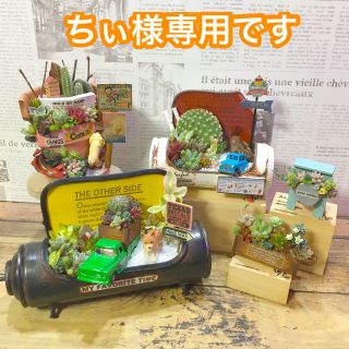 ちぃ様専用　多肉植物　寄せ植え　(その他)