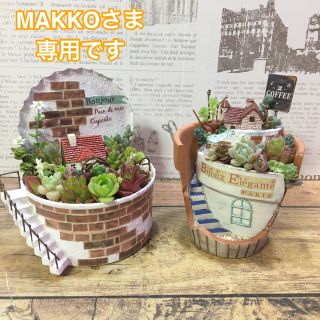 MAKKO様専用　多肉植物(その他)