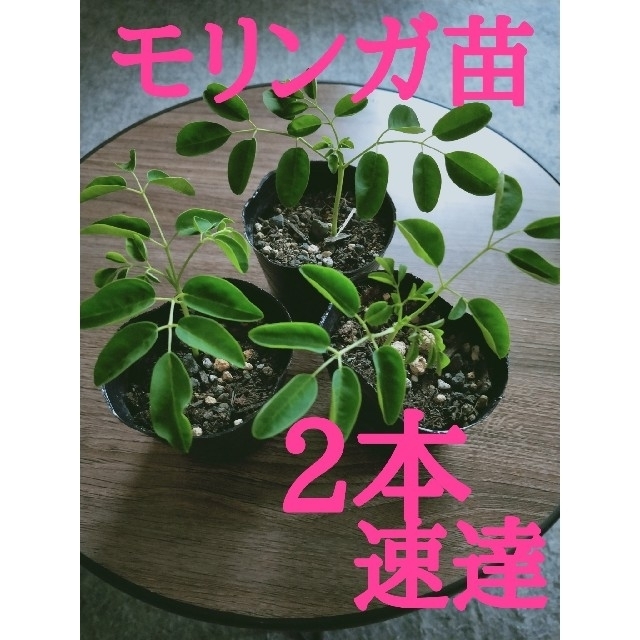 モリンガ苗2本☆沖縄から速達発送☆ - フラワー/ガーデン