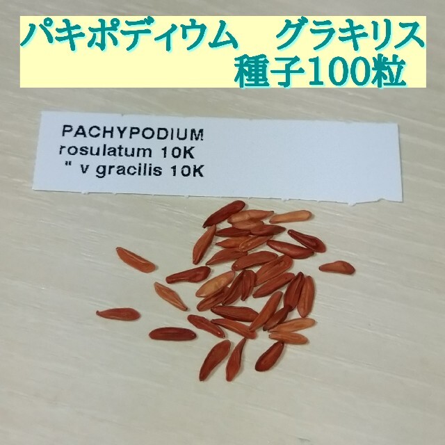 【匿名配送】パキポディウムグラキリス 種子 100粒＋α