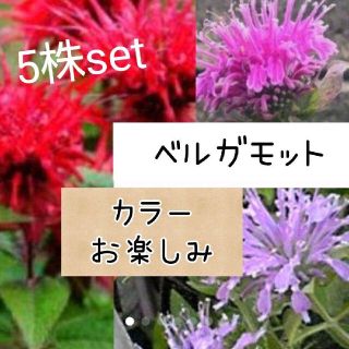 ベルガモット 花苗 ５株set(その他)