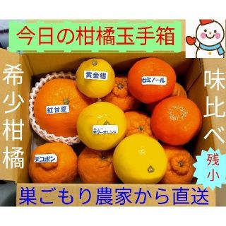 残少❗今日の柑橘玉手箱♥雪だるま＝巣ごもり農家から直送中(フルーツ)