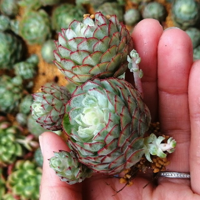 まん丸可愛い♡前回大人気　韓国苗　エケベリア　ドリームローズ　群生　多肉植物 ハンドメイドのフラワー/ガーデン(その他)の商品写真