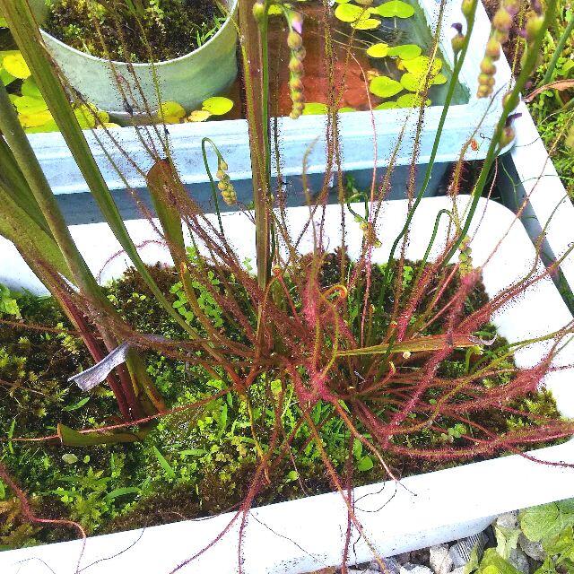 食虫植物　イトバモウセンゴケ・オールレッドの種　約100粒 ハンドメイドのフラワー/ガーデン(その他)の商品写真