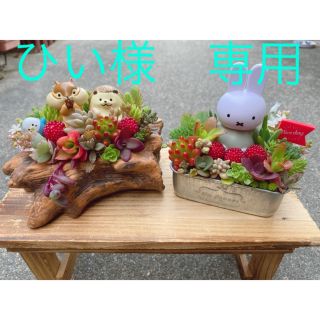 ひい様　専用★★特大ミッフィー❤️可愛い★寄せ植えこのまま飾れます★多肉植物(その他)