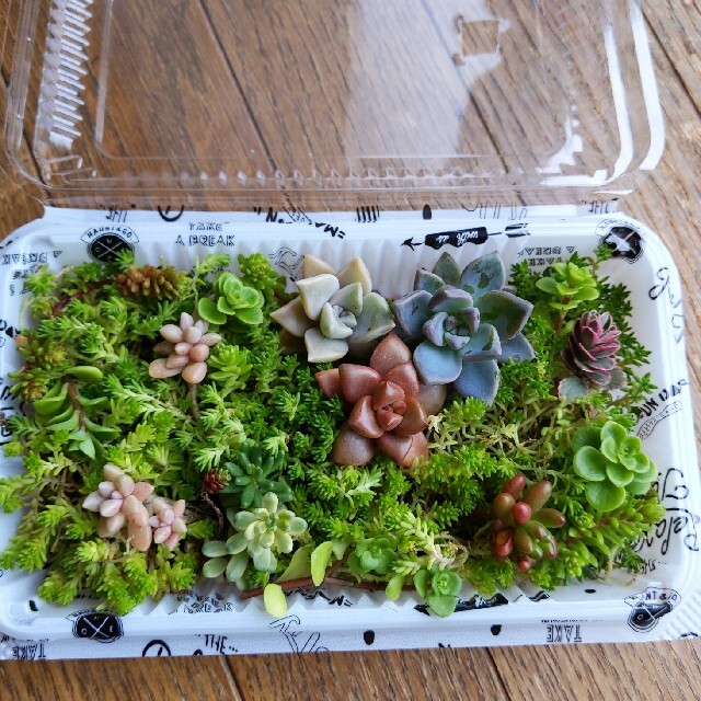 多肉植物　カット苗　寄せうえ等　セダム ハンドメイドのフラワー/ガーデン(その他)の商品写真