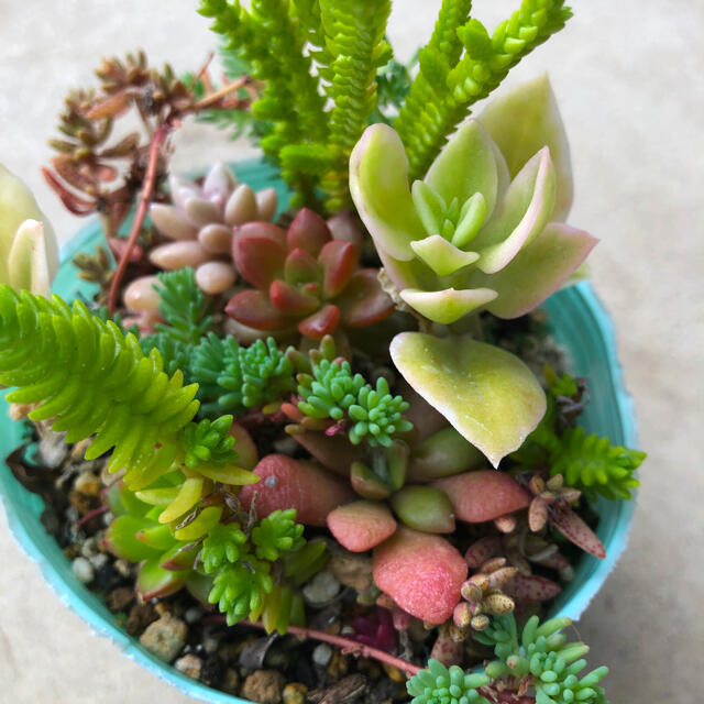 多肉植物 沢山増えるセダムの寄せ植え の通販 By キア S Shop ラクマ 多肉植物 沢山増えるセダムの寄せ植え の通販 By キア S Shop ラクマ