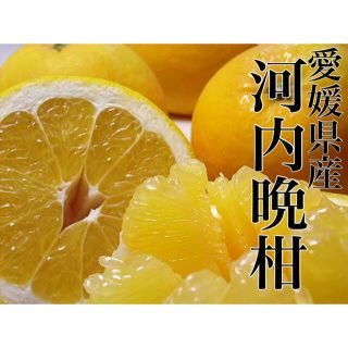 文旦終わったらコレです！！愛媛県産　家庭用【河内晩柑】2L 7.5kg 約22玉(フルーツ)