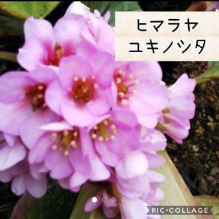 ヒマラヤユキノシタ  ピンク 花苗(その他)