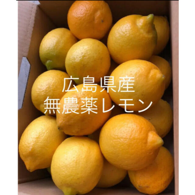 国産　レモン　広島県産　無農薬　レモン　瀬戸内レモン　2kg 食品/飲料/酒の食品(フルーツ)の商品写真
