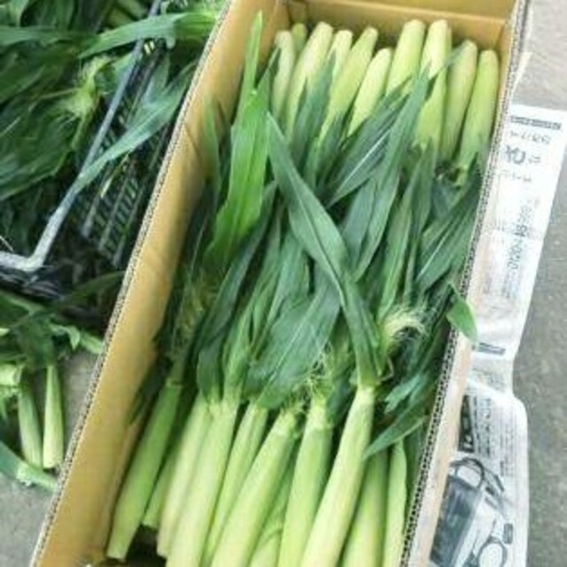 朝採り🌽山梨県産ヤングコーン🌽 食品/飲料/酒の食品(野菜)の商品写真