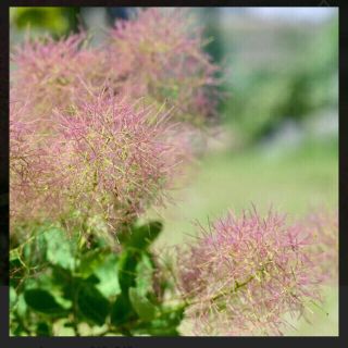 鉢ごと発送⭐︎スモークツリー　苗⭐︎ピンクエンジェル(ドライフラワー)