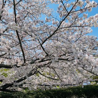 アテニア(Attenir)のペンギンS様専用(ボトル・ケース・携帯小物)