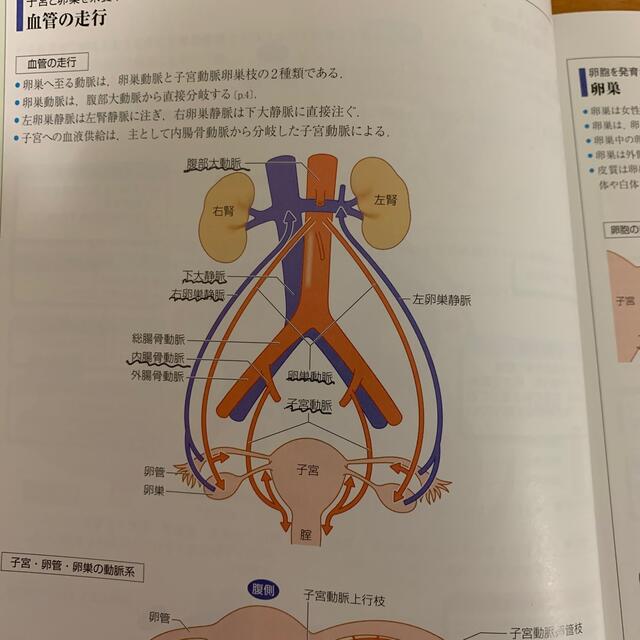 病気がみえる ｖｏｌ．９　婦人科・乳腺外科　第4版 エンタメ/ホビーの本(健康/医学)の商品写真