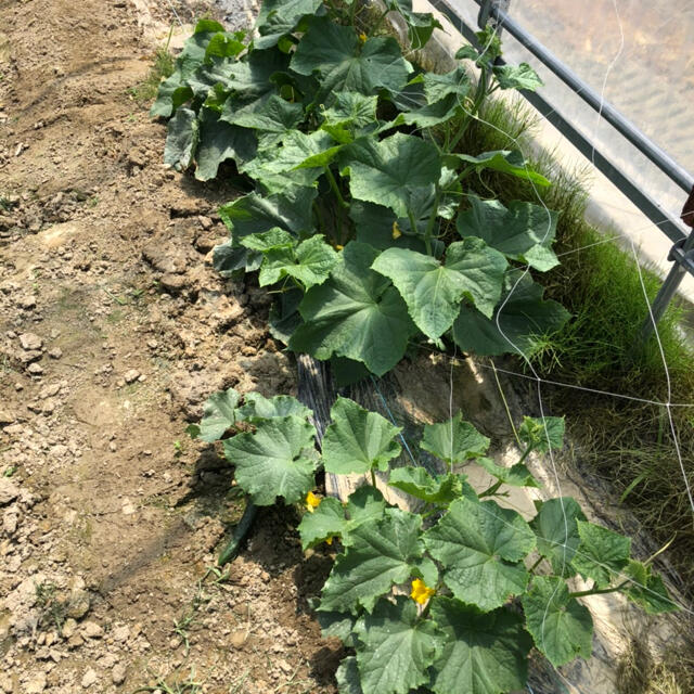 新鮮野菜詰め合わせ 食品/飲料/酒の食品(野菜)の商品写真