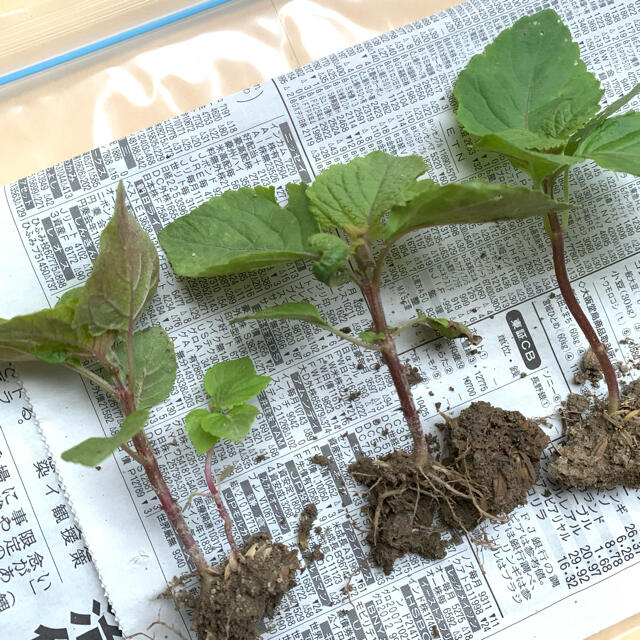  無農薬野菜＊青しそ/大葉の苗＊3本＋予備1本＊初心者向け＊お試し＊プランター＊ 食品/飲料/酒の食品(野菜)の商品写真