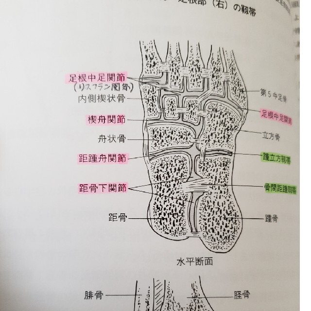 解剖学 エンタメ/ホビーの本(文学/小説)の商品写真