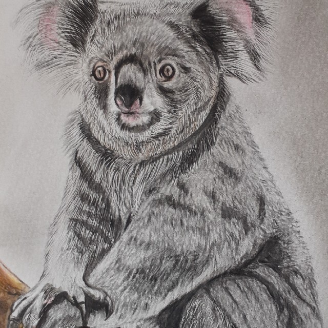 コアラの絵画 超人気