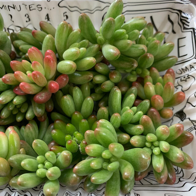 多肉植物 セダム オーロラ カット苗 30個