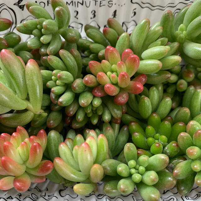 多肉植物 セダム オーロラ カット苗 30個