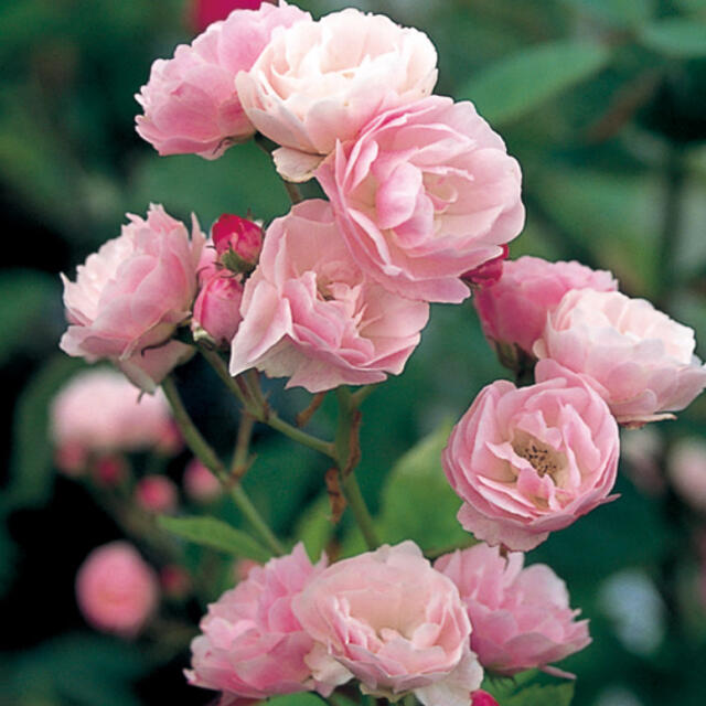 つるバラ　群舞　挿し木苗　根っこ付き　ピンクのバラ ハンドメイドのフラワー/ガーデン(その他)の商品写真