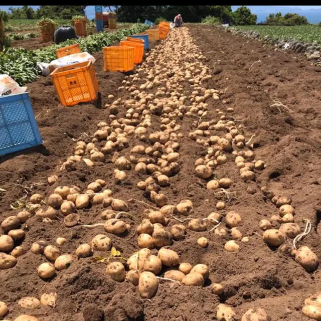 長崎県産　新じゃがいも5kg 食品/飲料/酒の食品(野菜)の商品写真