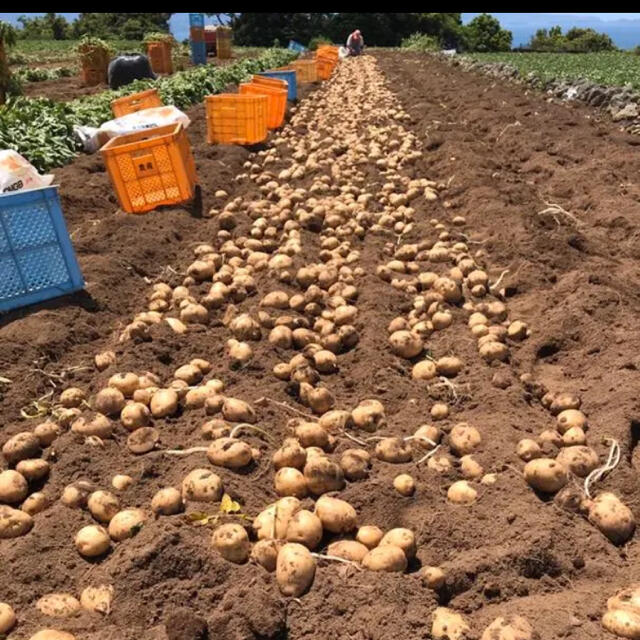 長崎県産　じゃがいも10kg  食品/飲料/酒の食品(野菜)の商品写真