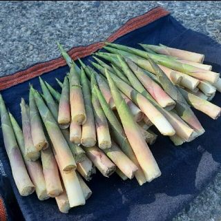 新潟県･妙高産 根曲がり竹 2kg(野菜)