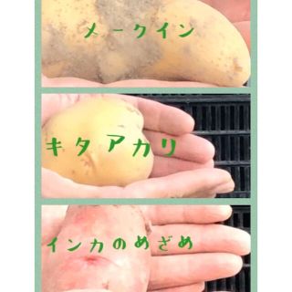 朝堀り★福岡県産  新じゃがいも3品種ミックス3キロ　栽培期間中農薬不使用(野菜)