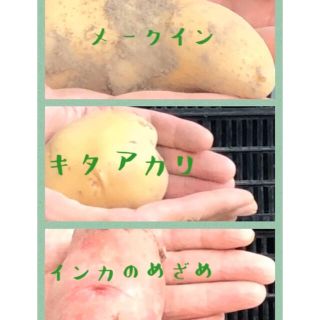 朝堀り★福岡県産  新じゃがいも3品種ミックス3キロ　栽培期間中農薬不使用(野菜)