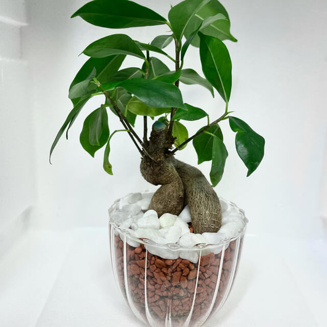 ガジュマル 観葉植物 ハイドロカルチャー セラミス仕立ての通販 By ガジュマル君 S Shop ラクマ ガジュマル 観葉植物 ハイドロカルチャー セラミス仕立ての通販 By ガジュマル君 S Shop ラクマ