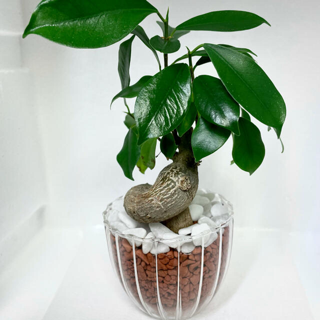 ガジュマル  観葉植物  ハイドロカルチャー  セラミス仕立て ハンドメイドのフラワー/ガーデン(プランター)の商品写真