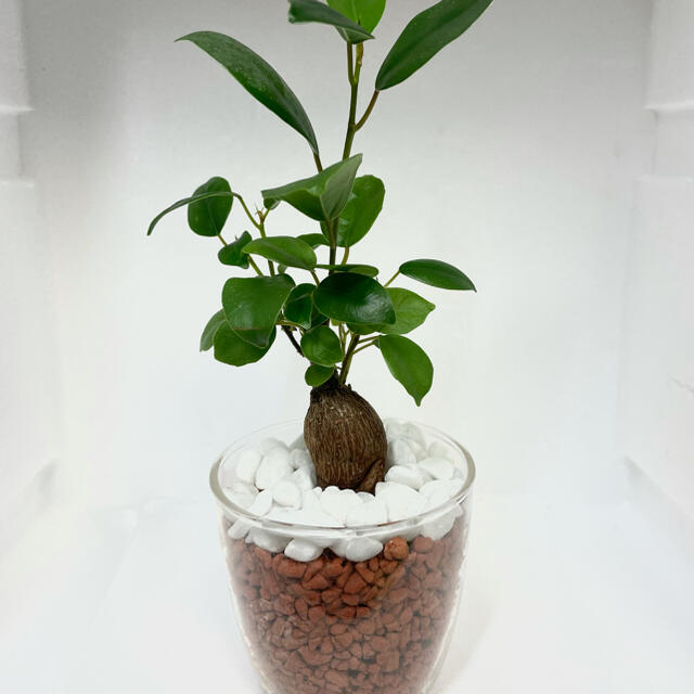 ガジュマル 観葉植物 ハイドロカルチャー セラミス仕立ての通販 By ガジュマル君 S Shop ラクマ ガジュマル 観葉植物 ハイドロカルチャー セラミス仕立ての通販 By ガジュマル君 S Shop ラクマ