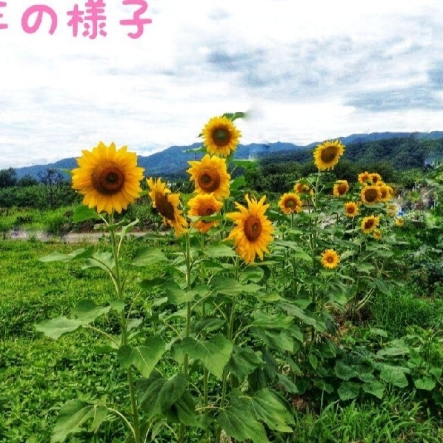 大きくそだつひまわりの種　14gたっぷり約２００粒 春蒔き種子♫ 食品/飲料/酒の食品(野菜)の商品写真