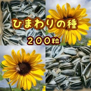 大きくそだつひまわりの種　14gたっぷり約２００粒 春蒔き種子♫(野菜)