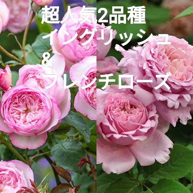 超人気2品種 イングリッシュ フレンチローズ 薔薇挿し穂の通販 By ザキヤマ ラクマ 超人気2品種 イングリッシュ フレンチローズ 薔薇挿し穂の通販 By ザキヤマ ラクマ