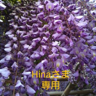 Hina様専用(ノーカラージャケット)