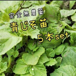 青じその苗   ５本(その他)