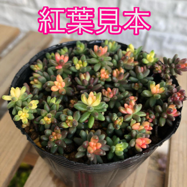 ③小さいセダム【カット】多肉植物 ハンドメイドのフラワー/ガーデン(その他)の商品写真