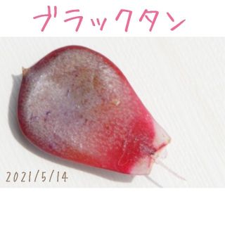 ブラックタン 葉挿し 発根済み！ 多肉植物(その他)