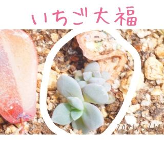 いちご大福 発芽発根済み の 葉挿し苗 多肉植物(その他)