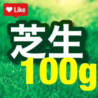 【説明書つき】高級芝生の種100g（2平米) 耐暑性あり！冬でも青い西洋芝生(その他)