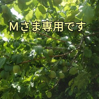 Mさま専用です(その他)