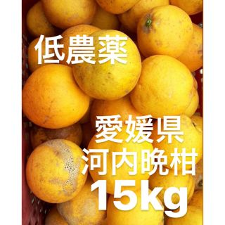 愛媛県　低農薬　宇和ゴールド　河内晩柑　15kg(フルーツ)