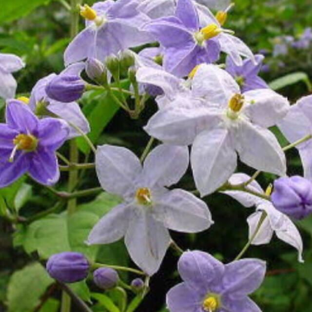 花の苗　星型の花　ヤマホロシ