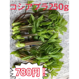 信州産コシアブラ250g(野菜)