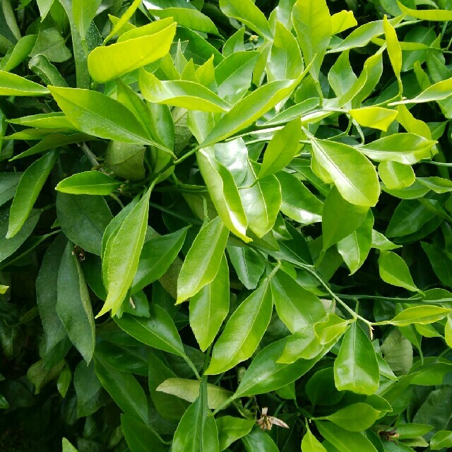 農薬栽培期間中不使用みかん 葉 50枚　アゲハ蝶　青虫　虫　餌 みかんの葉286