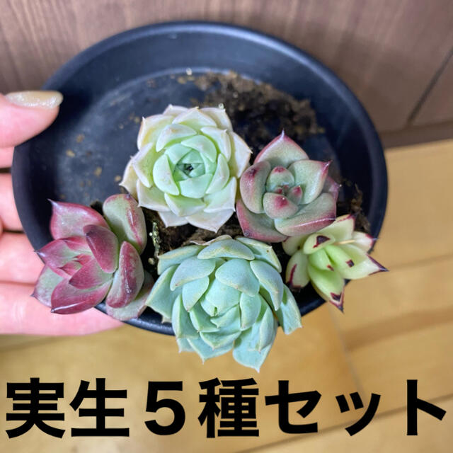 多肉植物　実生苗　５種セット ハンドメイドのフラワー/ガーデン(その他)の商品写真