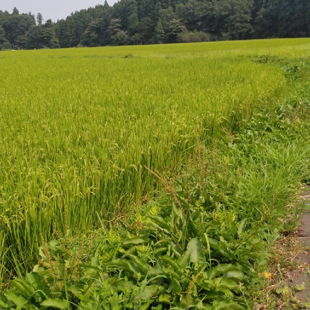 令和2年産栃木県特一等米コシヒカリ10キロ玄米無農薬にて、作ったお米です。