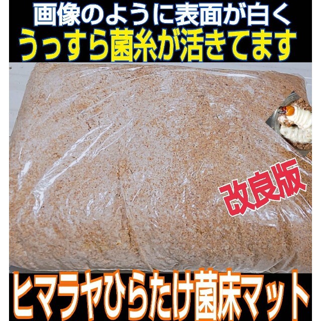 2021年4月に改良】活きた菌床を発送!ヒマラヤひらたけ菌床粉砕